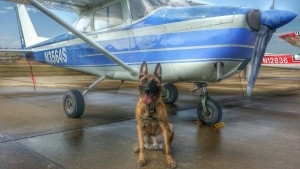 K9_Bono
