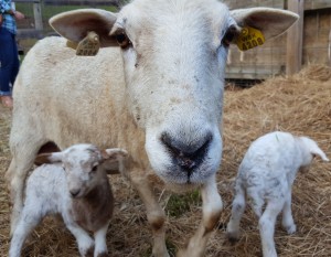 20160501_COMM_VRbabylambnamingcontest